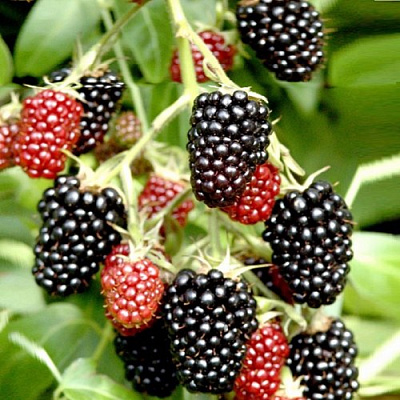 Ежемалина ДАРРОУ в Волковыске