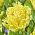 саженцы тюльпана Лемон Шут