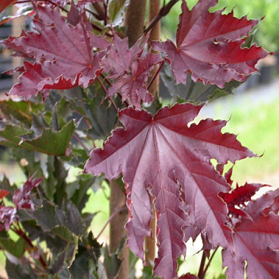 Клен КРИМСОН СЕНТРИ остролистный в Волковыске