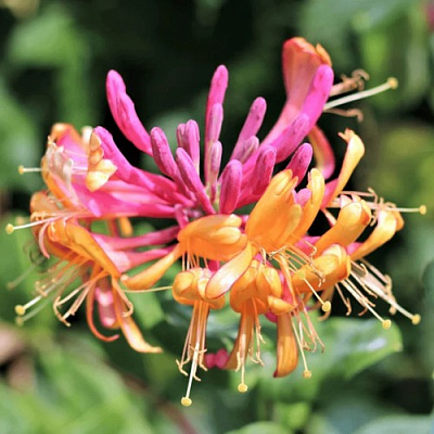 Жимолость ГЕКРОТА в Волковыске