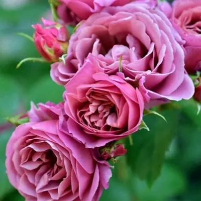 Японская роза в Волковыске