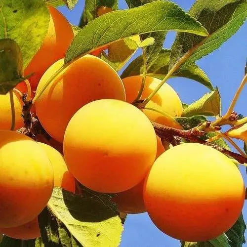 Слива Медовая желтая