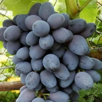 Черный виноград в Волковыске