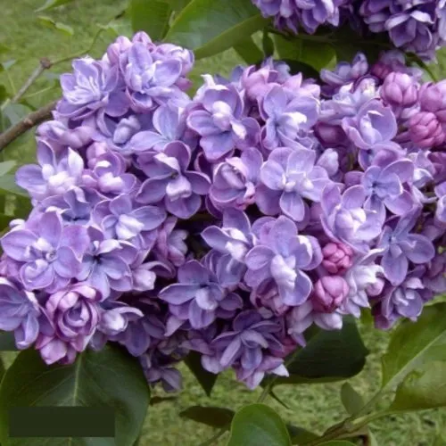 Сирень АМИ ШОТТ в Волковыске