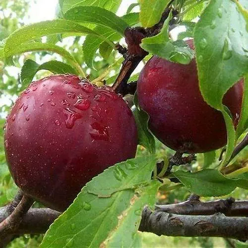 Слива КЛЕОПАТРА в Волковыске