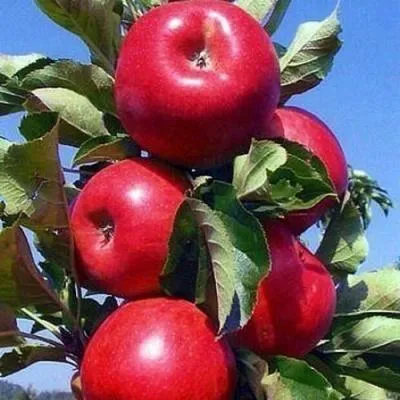 Колонновидные яблони в Волковыске