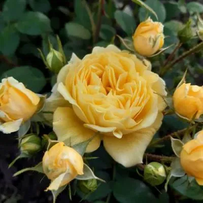 Роза флорибунда в Волковыске