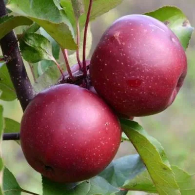 Яблоня красномясая в Волковыске